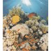 Dec Corals Panno (панно из 2-х шт) 50х45 Ceradim